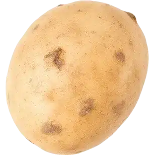 خرید و فروش سیب زمینی